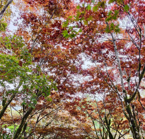 太平山見晴步道賞楓出遊心得